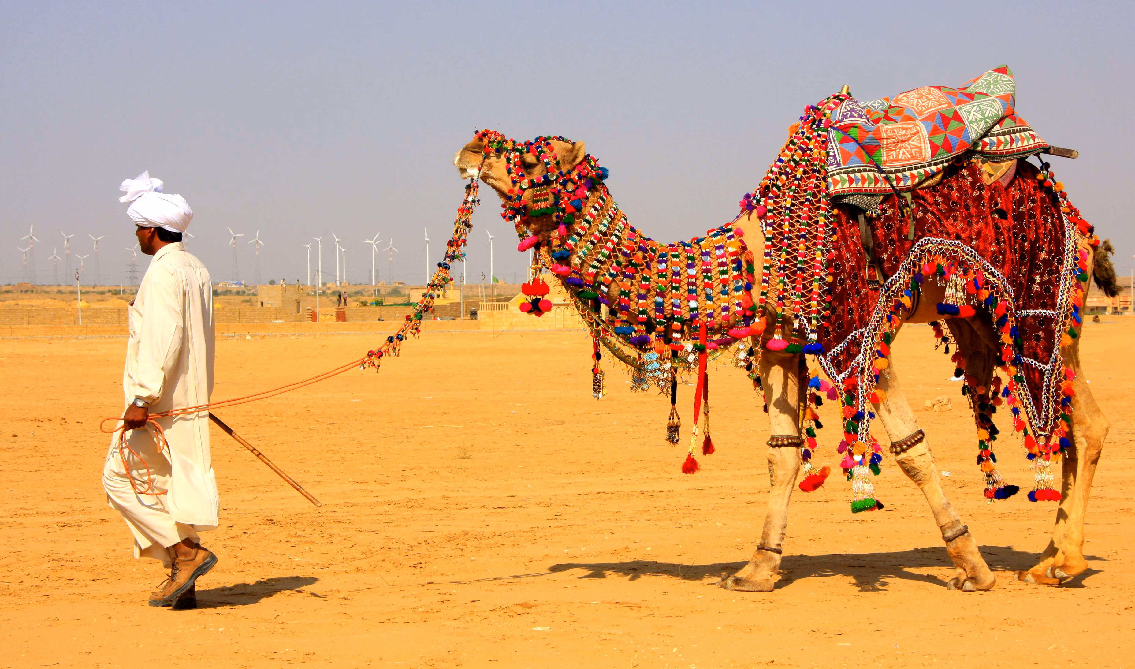 Camel Safari