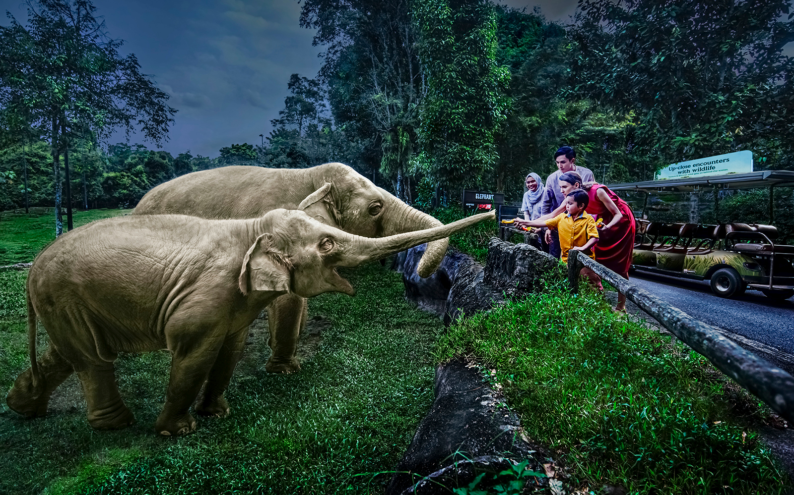 Night Safari