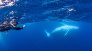 Whale Watching in Alaska